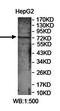 Leucine Rich Repeats And Calponin Homology Domain Containing 4 antibody, orb78432, Biorbyt, Western Blot image 
