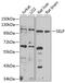 Selectin P antibody, GTX64365, GeneTex, Western Blot image 