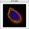 Prenylcysteine Oxidase 1 antibody, GTX119652, GeneTex, Immunofluorescence image 