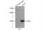 Isoamyl Acetate Hydrolyzing Esterase 1 (Putative) antibody, 17808-1-AP, Proteintech Group, Immunoprecipitation image 