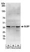 Stem-Loop Binding Protein antibody, A303-968A, Bethyl Labs, Western Blot image 