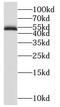 DNA Polymerase Delta 2, Accessory Subunit antibody, FNab06607, FineTest, Western Blot image 
