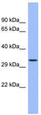 Ficolin 3 antibody, TA346100, Origene, Western Blot image 