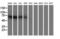 Iduronate 2-Sulfatase antibody, LS-C173724, Lifespan Biosciences, Western Blot image 