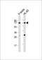 Calicin antibody, 59-332, ProSci, Western Blot image 