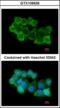 Gephyrin antibody, orb374204, Biorbyt, Immunofluorescence image 