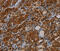 MYB Binding Protein 1a antibody, MBS2526165, MyBioSource, Immunohistochemistry frozen image 