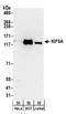KIF5A antibody, A304-343A, Bethyl Labs, Western Blot image 