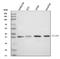 Solute Carrier Family 10 Member 1 antibody, A06872-2, Boster Biological Technology, Western Blot image 