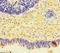 Nicotinamide Nucleotide Adenylyltransferase 2 antibody, LS-C678826, Lifespan Biosciences, Immunohistochemistry paraffin image 