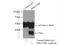 Caveolae Associated Protein 3 antibody, 16250-1-AP, Proteintech Group, Immunoprecipitation image 
