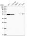 Chromosome 7 Open Reading Frame 26 antibody, NBP2-14764, Novus Biologicals, Western Blot image 
