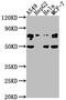 LEO1 antibody, CSB-PA845150NA01HU, Cusabio, Western Blot image 