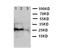 TNF Superfamily Member 13b antibody, LS-C312701, Lifespan Biosciences, Western Blot image 