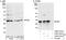 Microtubule Associated Protein RP/EB Family Member 1 antibody, A302-332A, Bethyl Labs, Western Blot image 