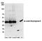 Ldh2 antibody, A304-770A, Bethyl Labs, Western Blot image 