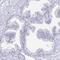 Retrotransposon-derived protein PEG10 antibody, HPA051038, Atlas Antibodies, Immunohistochemistry frozen image 