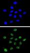 Dyskerin Pseudouridine Synthase 1 antibody, abx032535, Abbexa, Immunofluorescence image 