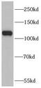 Probable ATP-dependent RNA helicase DHX36 antibody, FNab02380, FineTest, Western Blot image 