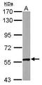 Coenzyme Q8A antibody, PA5-29125, Invitrogen Antibodies, Western Blot image 