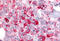 Adhesion G Protein-Coupled Receptor B2 antibody, MBS247682, MyBioSource, Immunohistochemistry frozen image 