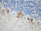 Neurofilament H & M (NF-H/NF-M), Phospho antibody, 835603, BioLegend, Western Blot image 