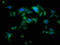 Tyrosyl-TRNA Synthetase antibody, LS-B11254, Lifespan Biosciences, Immunofluorescence image 