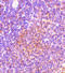 TRAF family member-associated NF-kappa-B activator antibody, 3877, ProSci Inc, Immunohistochemistry frozen image 