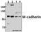 Cadherin 15 antibody, A10888, Boster Biological Technology, Western Blot image 