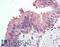 MyoD Family Inhibitor antibody, LS-B10318, Lifespan Biosciences, Immunohistochemistry frozen image 
