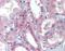 BRCA1/BRCA2-Containing Complex Subunit 3 antibody, orb88975, Biorbyt, Immunohistochemistry paraffin image 