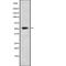 Cell Division Cycle Associated 7 Like antibody, abx149133, Abbexa, Western Blot image 