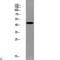 Par1 antibody, LS-C813484, Lifespan Biosciences, Western Blot image 
