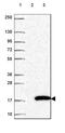 FXYD domain-containing ion transport regulator 4 antibody, HPA058421, Atlas Antibodies, Western Blot image 