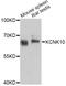 Potassium channel subfamily K member 10 antibody, abx126037, Abbexa, Western Blot image 