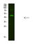 Neuromedin U Receptor 2 antibody, A10442, Boster Biological Technology, Western Blot image 