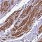 Zinc Finger Protein 2 antibody, HPA041358, Atlas Antibodies, Immunohistochemistry frozen image 