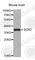 SOX2 antibody, A6197, ABclonal Technology, Western Blot image 