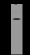 Partitioning defective 6 homolog beta antibody, 200621-T40, Sino Biological, Western Blot image 