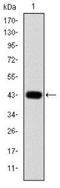 Jun Proto-Oncogene, AP-1 Transcription Factor Subunit antibody, NBP2-37576, Novus Biologicals, Western Blot image 