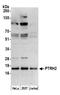Peptidyl-TRNA Hydrolase 2 antibody, A305-224A, Bethyl Labs, Western Blot image 