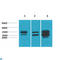 Dual Specificity Phosphatase 6 antibody, LS-C813652, Lifespan Biosciences, Western Blot image 