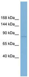 Round Spermatid Basic Protein 1 antibody, TA344867, Origene, Western Blot image 