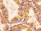 Chordin Like 1 antibody, CSB-PA866283LA01HU, Cusabio, Immunohistochemistry frozen image 