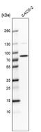 Pentatricopeptide Repeat Domain 3 antibody, HPA041382, Atlas Antibodies, Western Blot image 