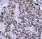Galectin 3 Binding Protein antibody, A02938-1, Boster Biological Technology, Immunohistochemistry frozen image 