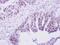 PML antibody, PA5-28720, Invitrogen Antibodies, Immunohistochemistry frozen image 