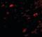 Nipsnap Homolog 3A antibody, orb89223, Biorbyt, Immunofluorescence image 