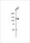 Insulin Degrading Enzyme antibody, 57-818, ProSci, Western Blot image 