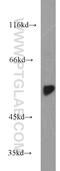 Aspartyl-TRNA Synthetase antibody, 14989-1-AP, Proteintech Group, Western Blot image 